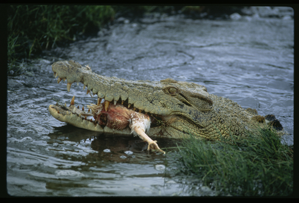 big crocs
