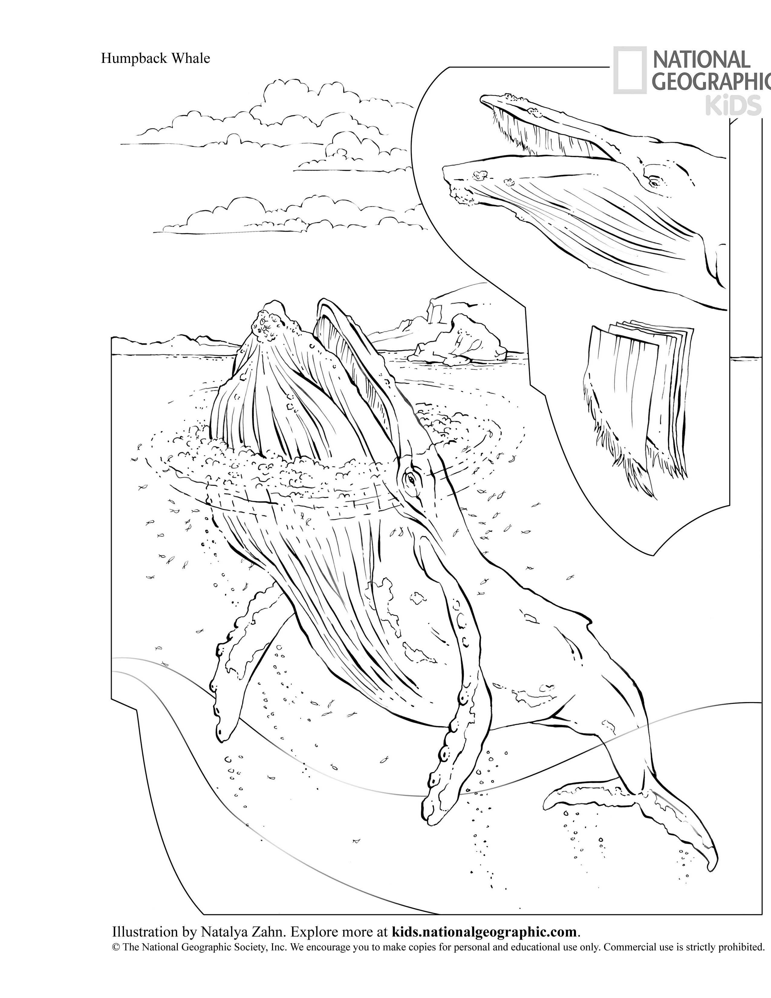 national geographic killer whales coloring pages - photo #1